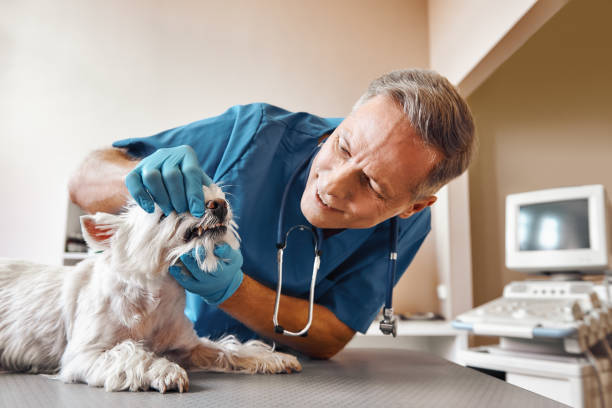 Best Cracked Tooth Emergency Dentist  in Fort Lewis, WA